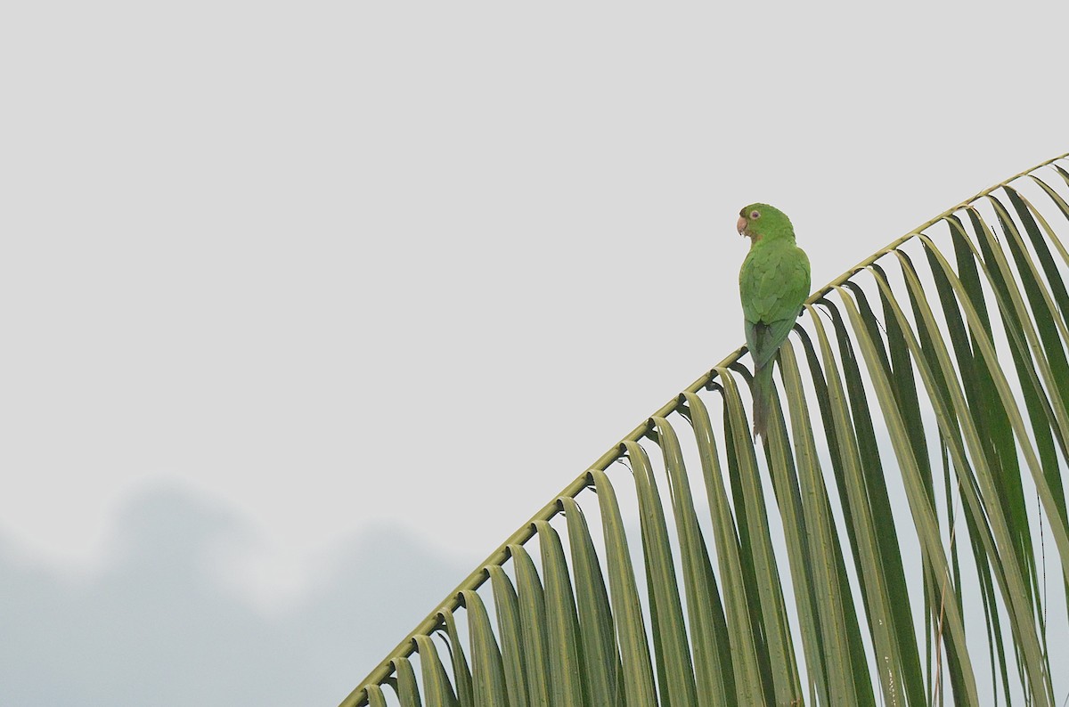 White-eyed Parakeet - ML642212884