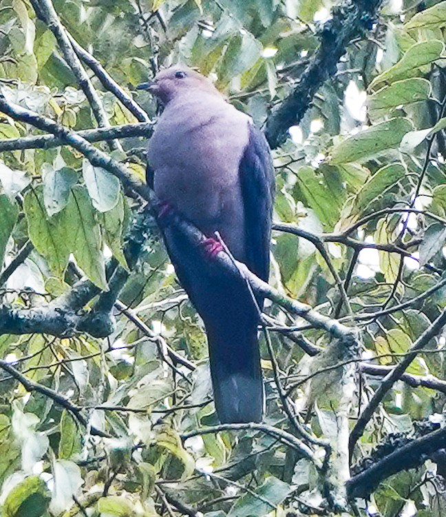 Dark-backed Imperial-Pigeon (Pink-headed) - ML642212885