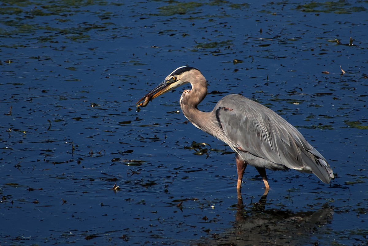 Great Blue Heron - ML642212890