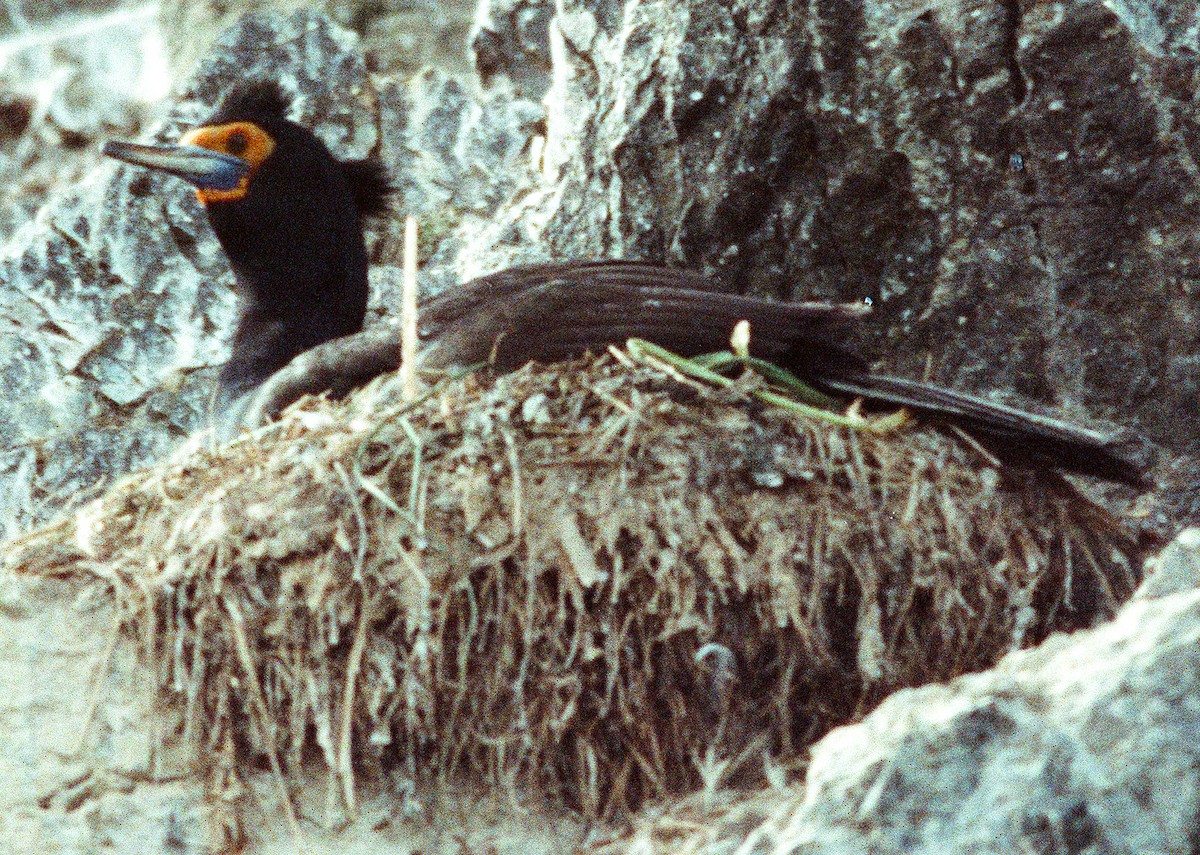 Red-faced Cormorant - ML642212895