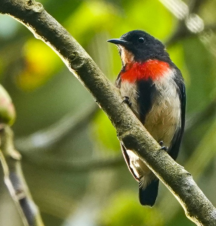 Javan Flowerpecker - Arden Anderson