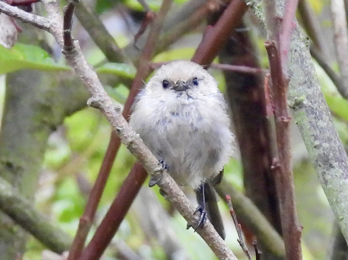 Bushtit - Sandy and Stephen Birge
