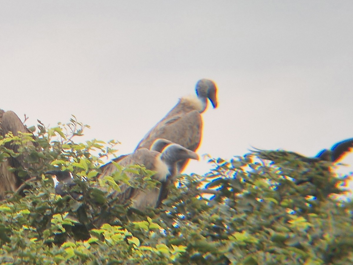 Indian Vulture - ML642212937