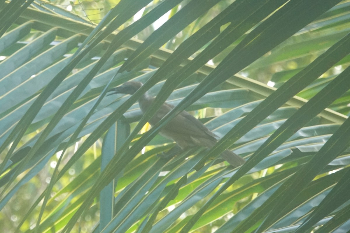 Tanimbar Friarbird - ML642212963
