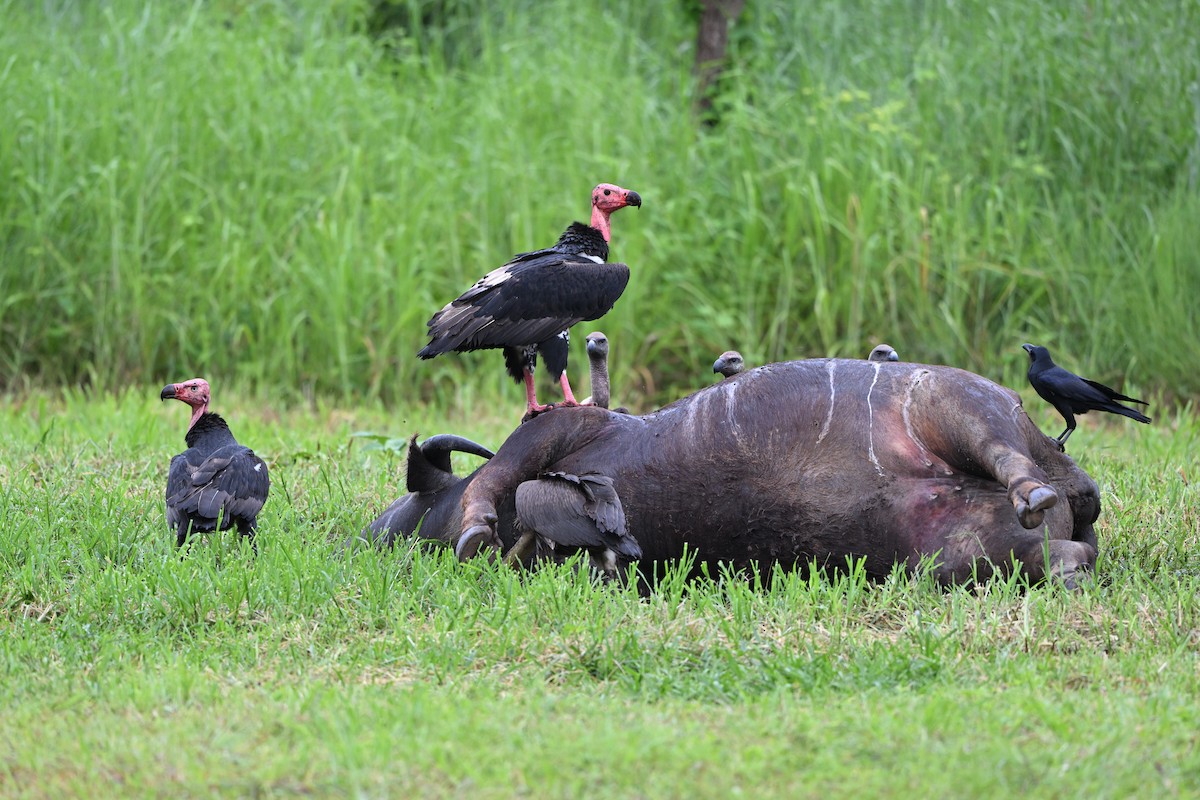 Red-headed Vulture - ML642212972