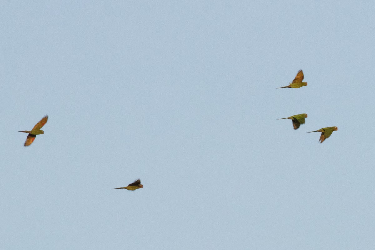 White-eyed Parakeet - ML642212976