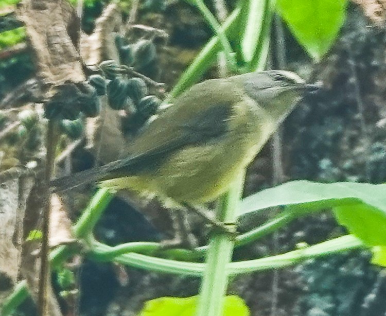 Javan Heleia - ML642212983