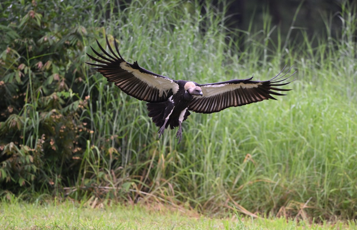 White-rumped Vulture - ML642212988