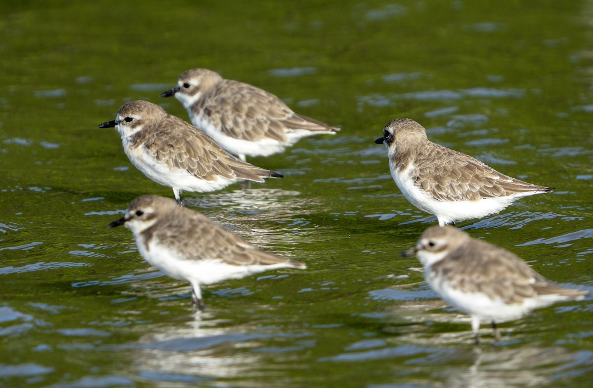 Tibetan Sand-Plover - ML642212994