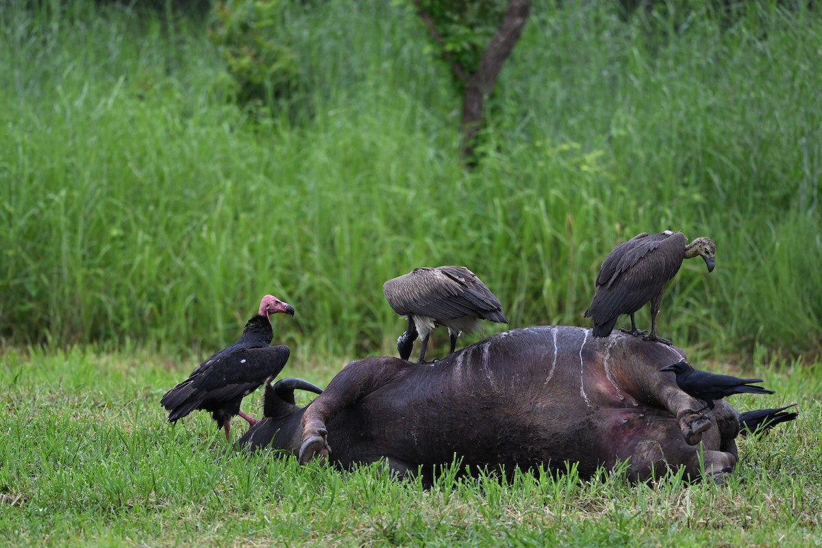 Slender-billed Vulture - ML642212995