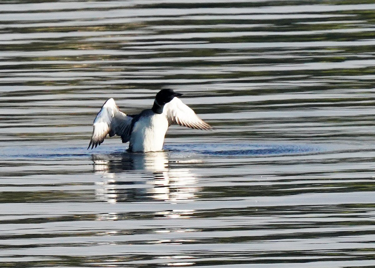 Common Loon - ML642212997