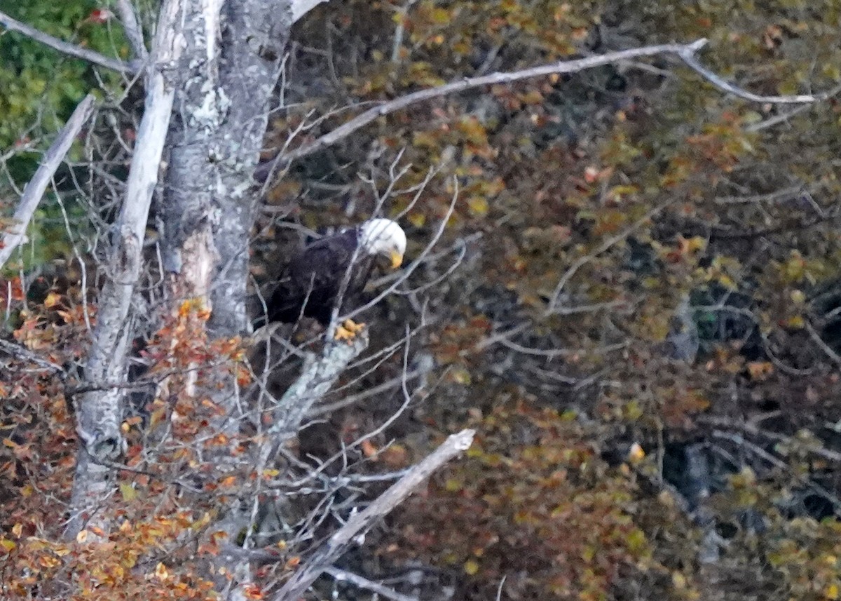 Bald Eagle - ML642213006