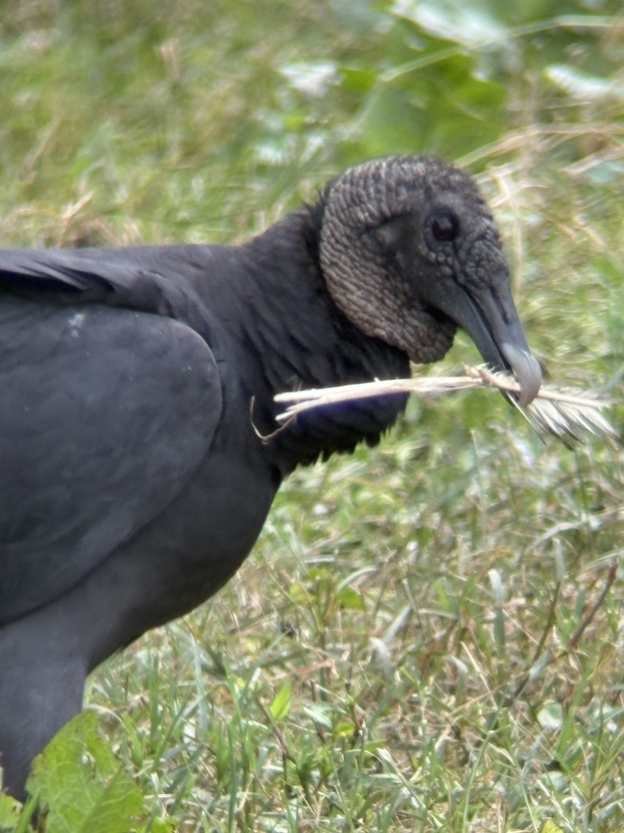 Black Vulture - ML642213011
