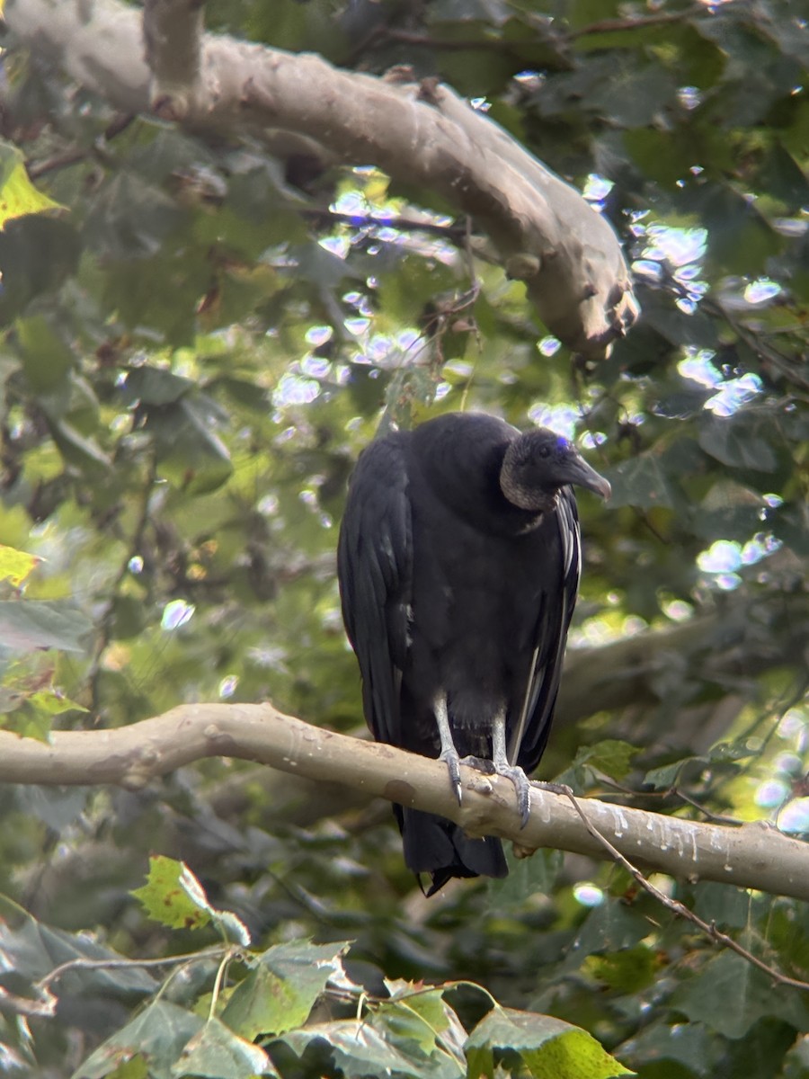 Black Vulture - ML642213012