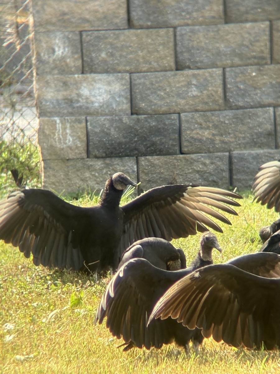 Black Vulture - ML642213013