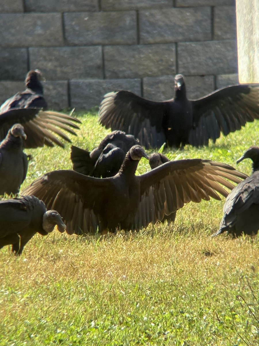 Black Vulture - ML642213014