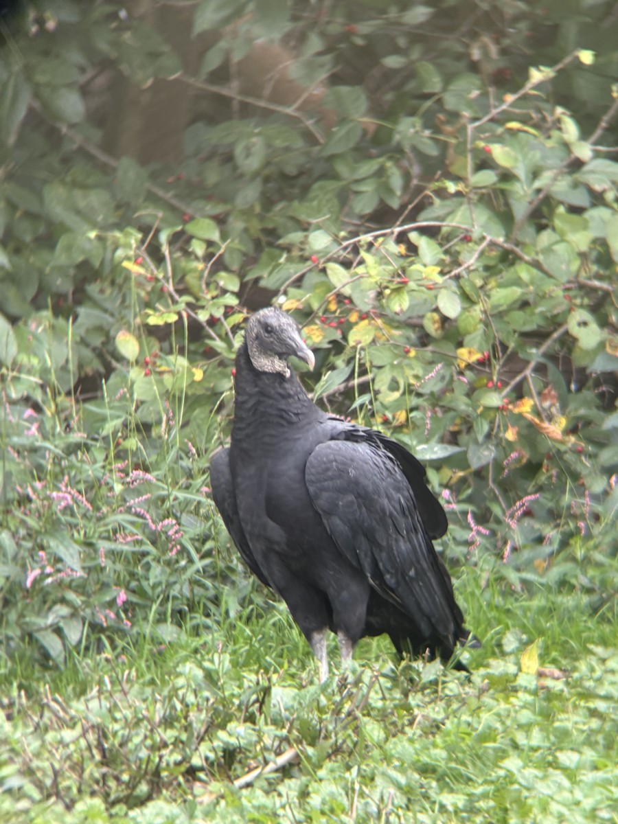 Black Vulture - ML642213015