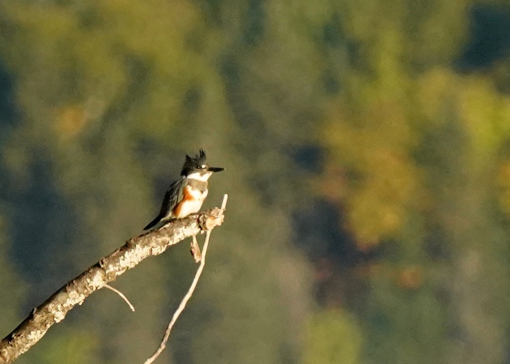 Belted Kingfisher - ML642213016