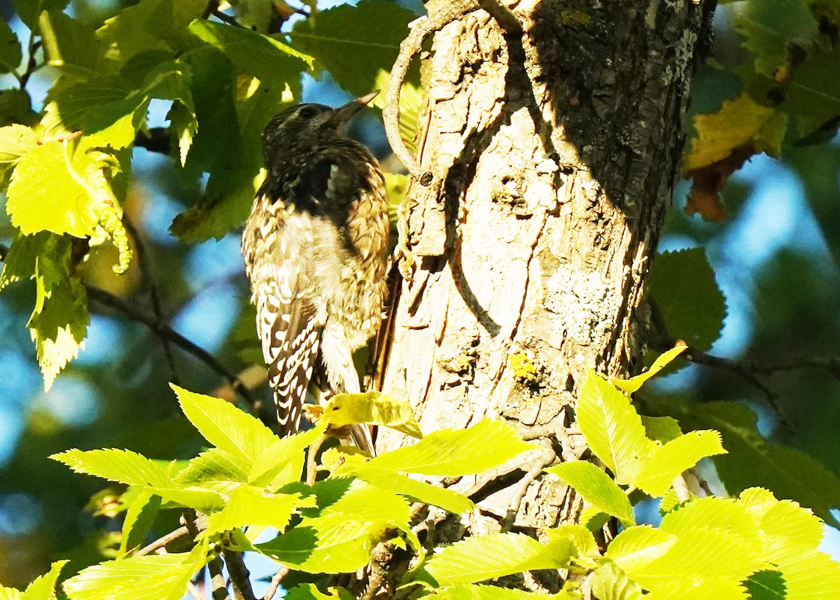 Yellow-bellied Sapsucker - ML642213020