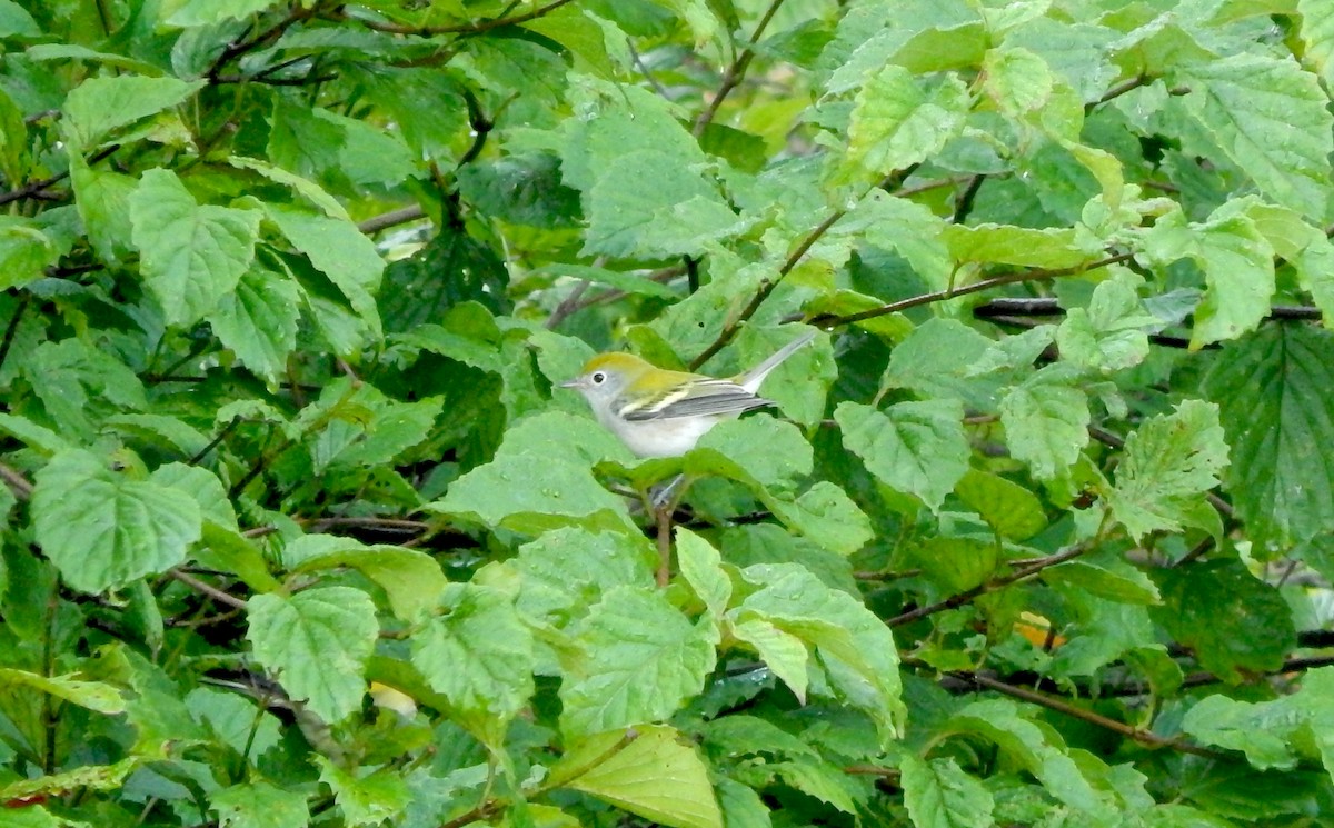 Chestnut-sided Warbler - ML642213024