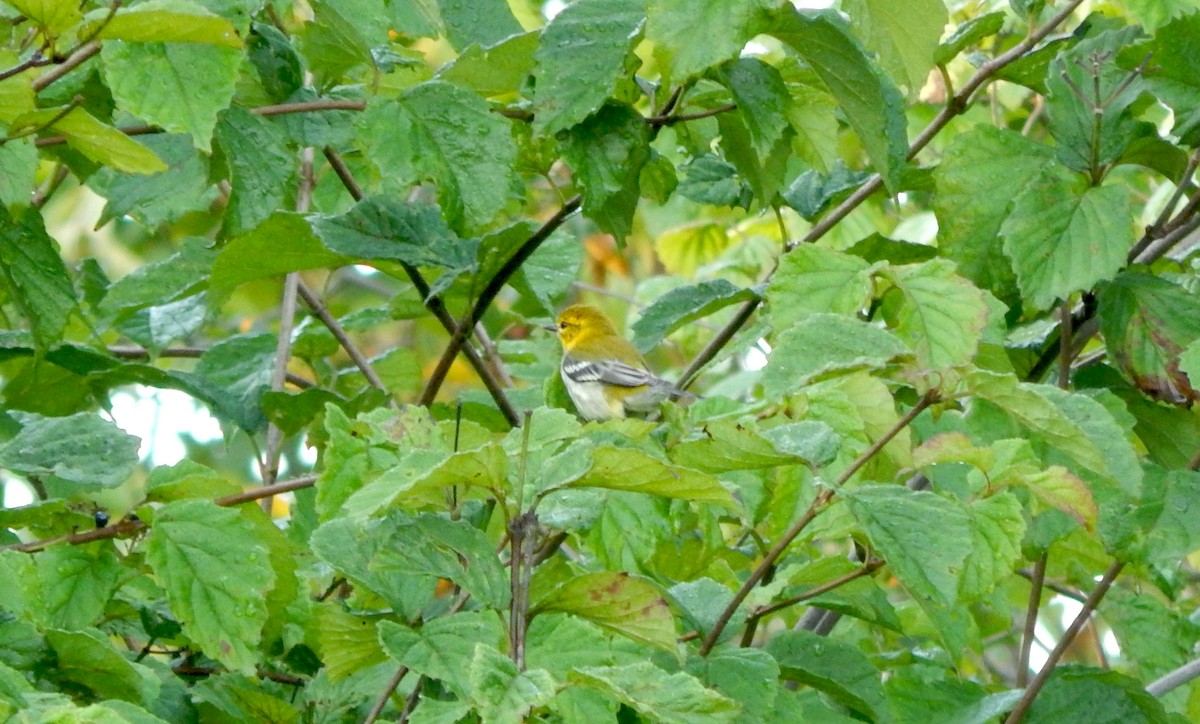 Black-throated Green Warbler - ML642213026