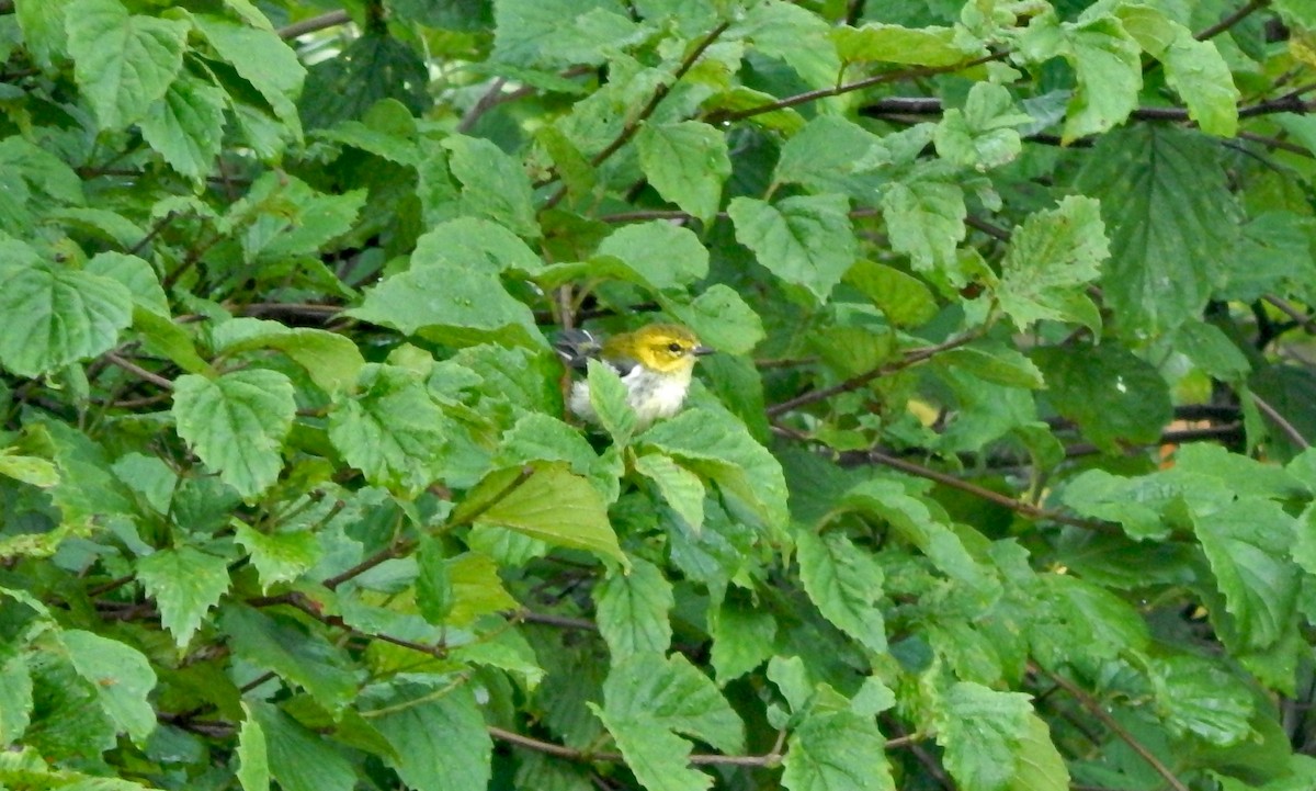 Black-throated Green Warbler - ML642213027