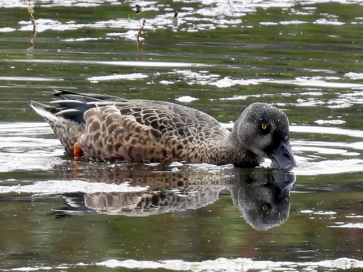 Canard souchet - ML642213058