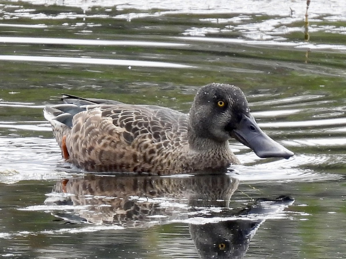 Canard souchet - ML642213061