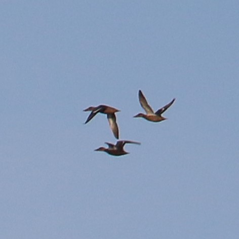 Canard souchet - ML642213062
