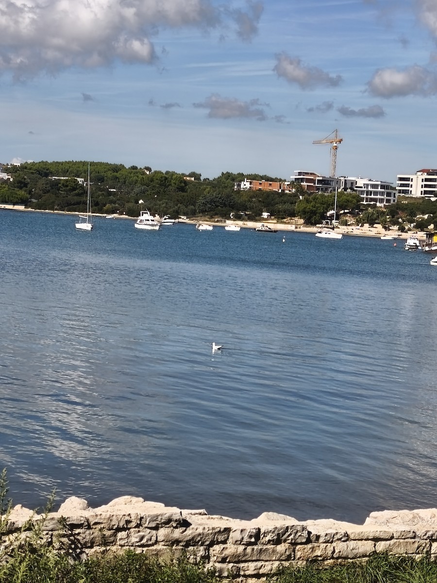 Mouette rieuse - ML642213073
