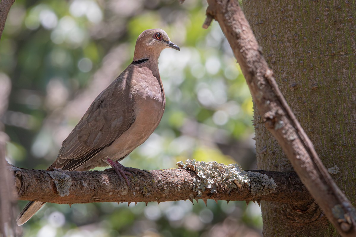 Red-eyed Dove - ML642213074
