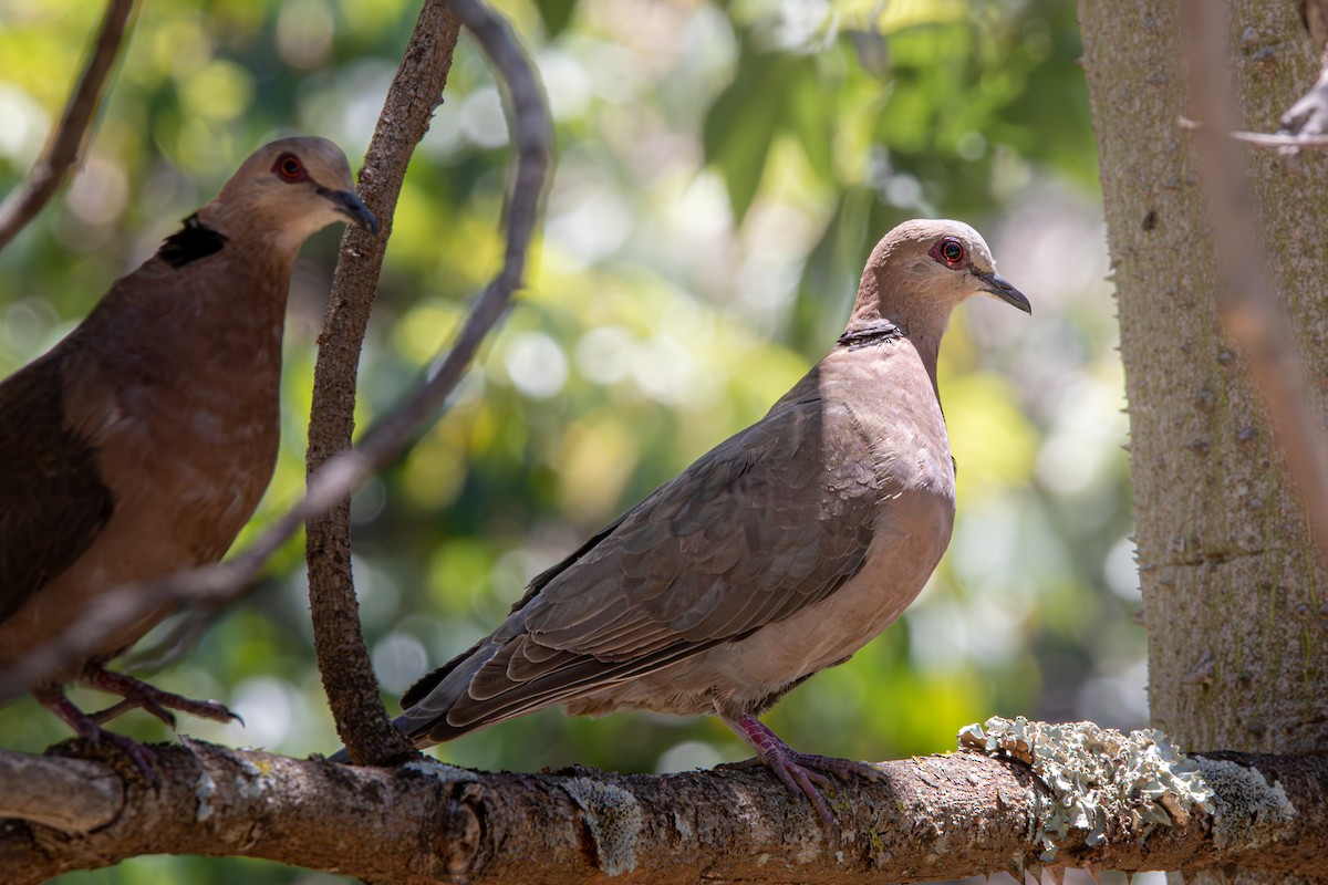 Red-eyed Dove - ML642213075
