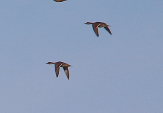 Canard pilet - ML642213076