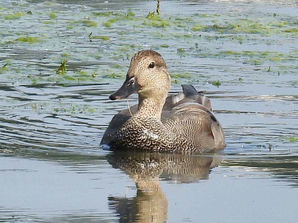 Canard chipeau - ML642213080