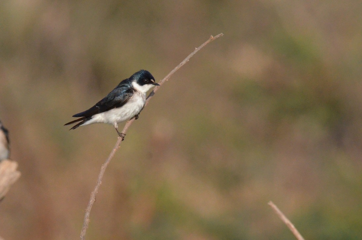 Hirondelle à diadème - ML642213090