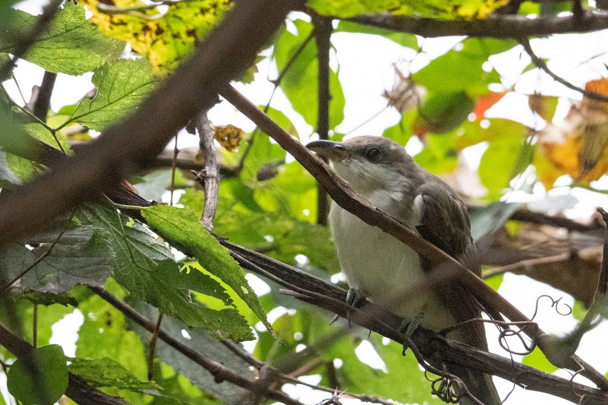 Yellow-billed Cuckoo - ML642213145