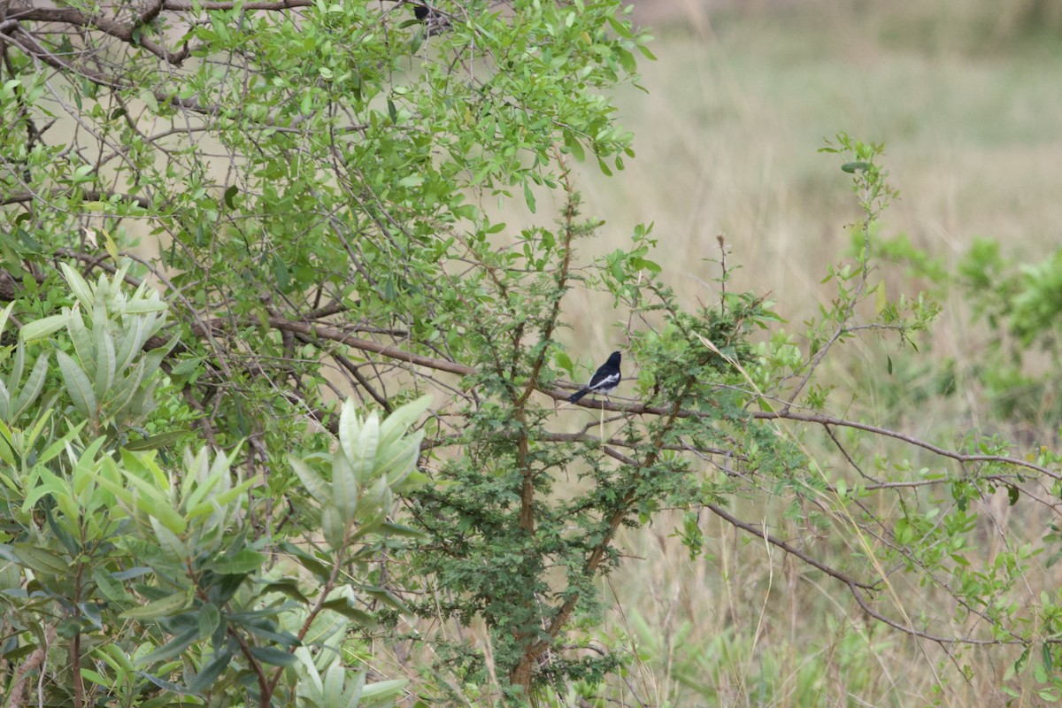 White-bellied Tit - ML642213146