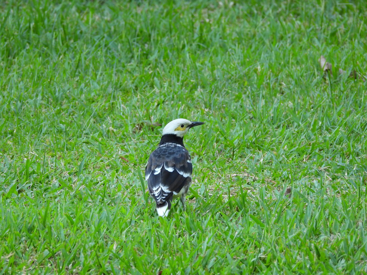Black-collared Starling - ML642213150