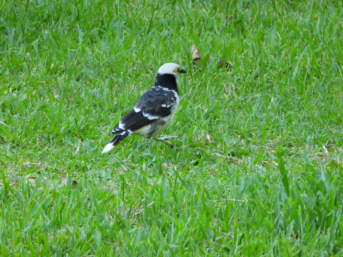 Black-collared Starling - ML642213151