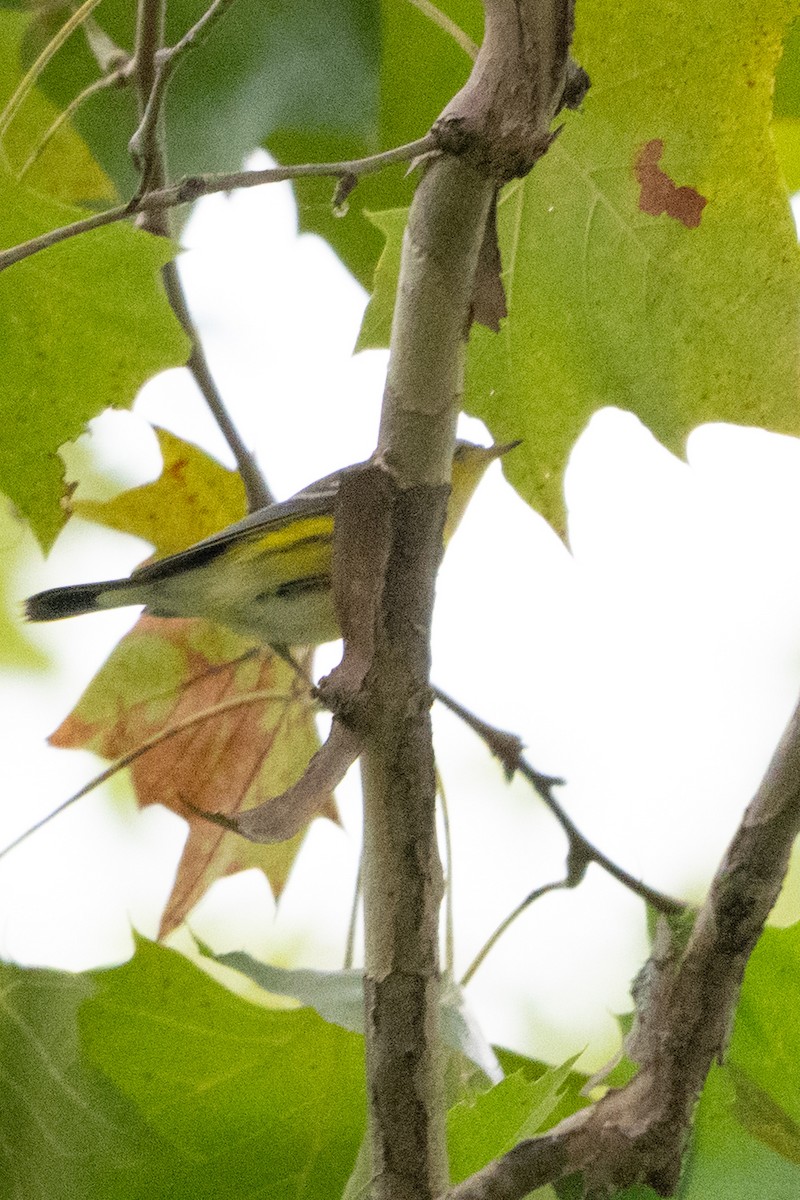 Magnolia Warbler - ML642213162