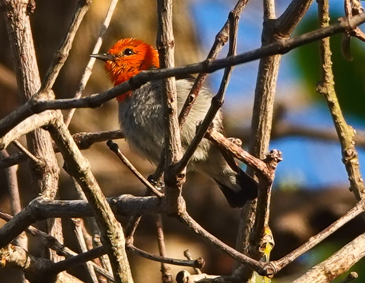 Scarlet-headed Flowerpecker - ML642213164