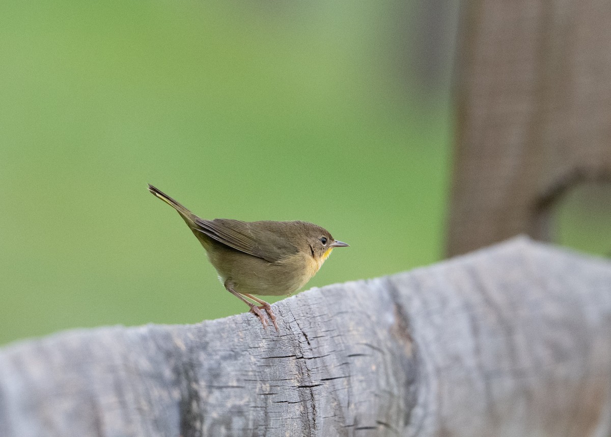 Common Yellowthroat - ML642213167