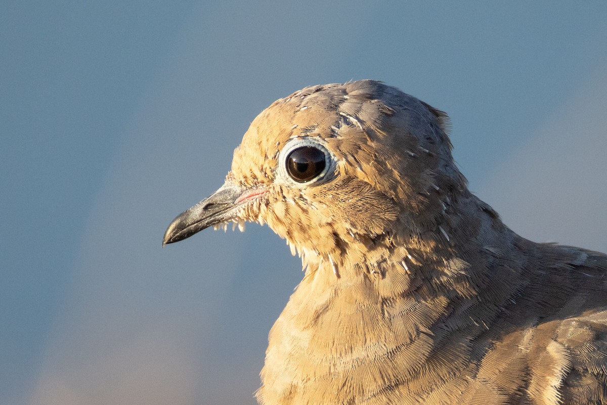 Mourning Dove - ML642213169