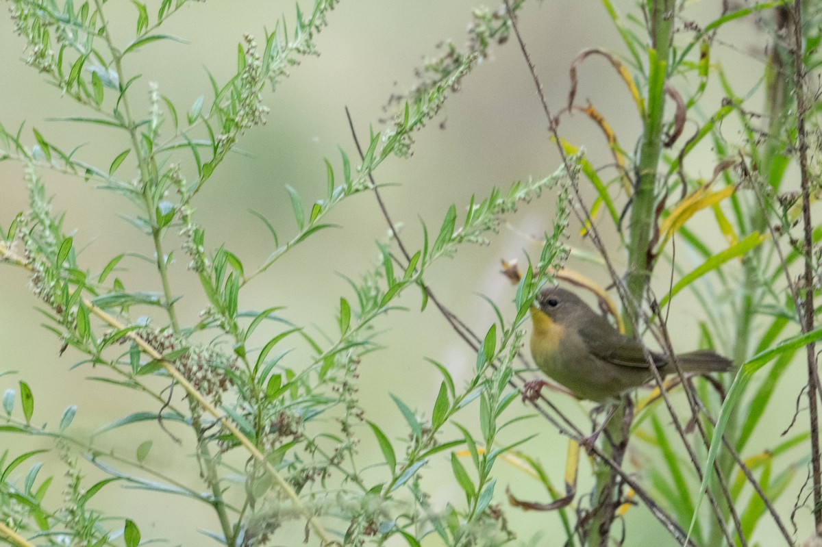 Common Yellowthroat - ML642213170