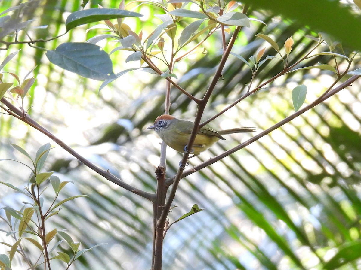 Rufous-crowned Greenlet - ML642213172