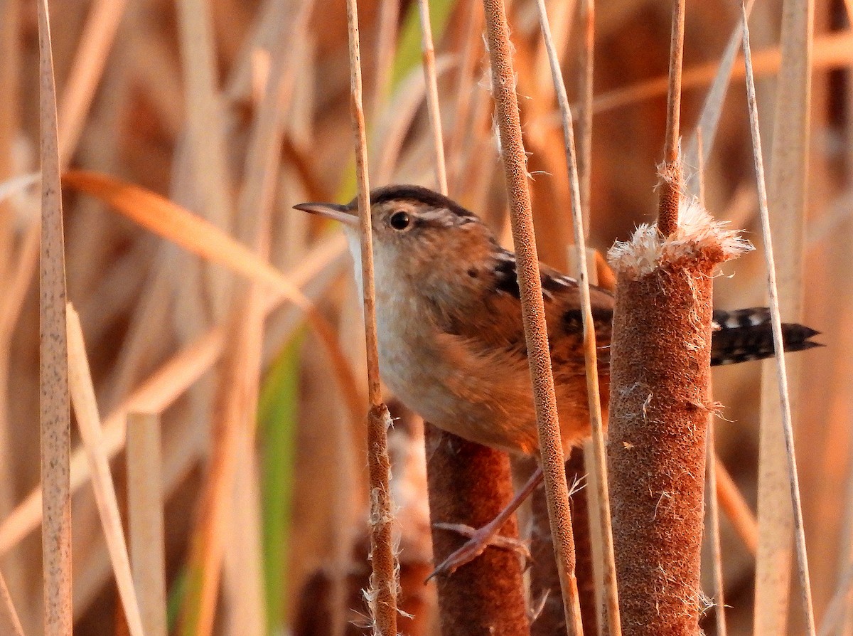 střízlík bažinný - ML642213177