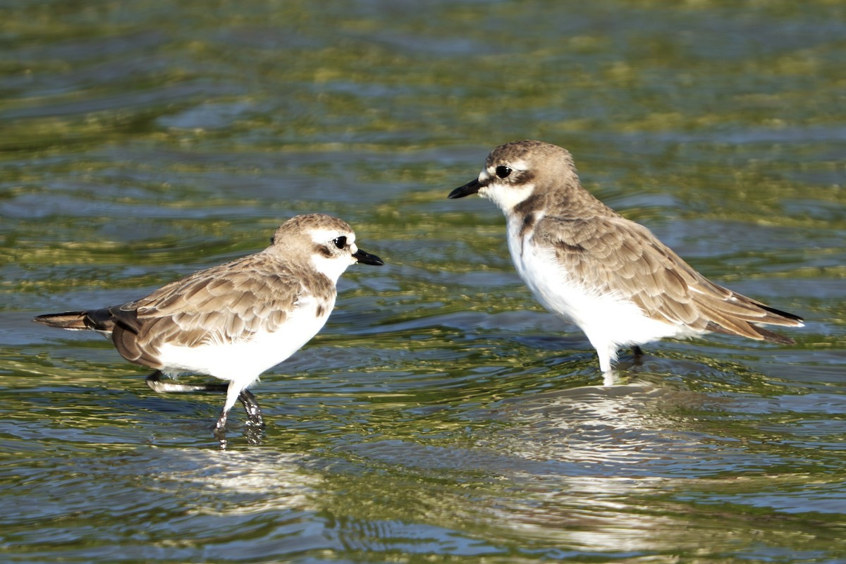 Tibetan Sand-Plover - ML642213195