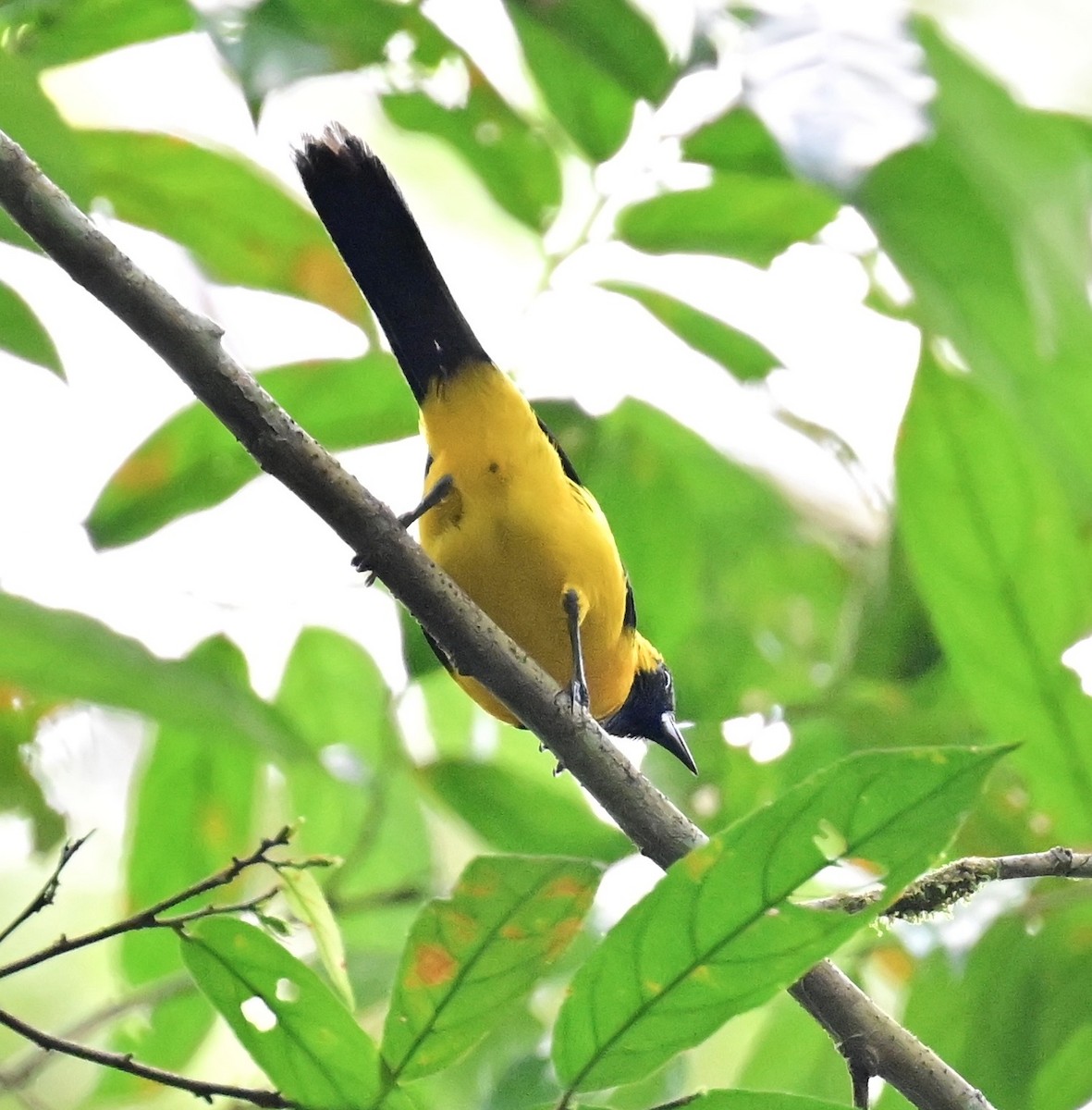 Turpial Dorsidorado - ML642213206
