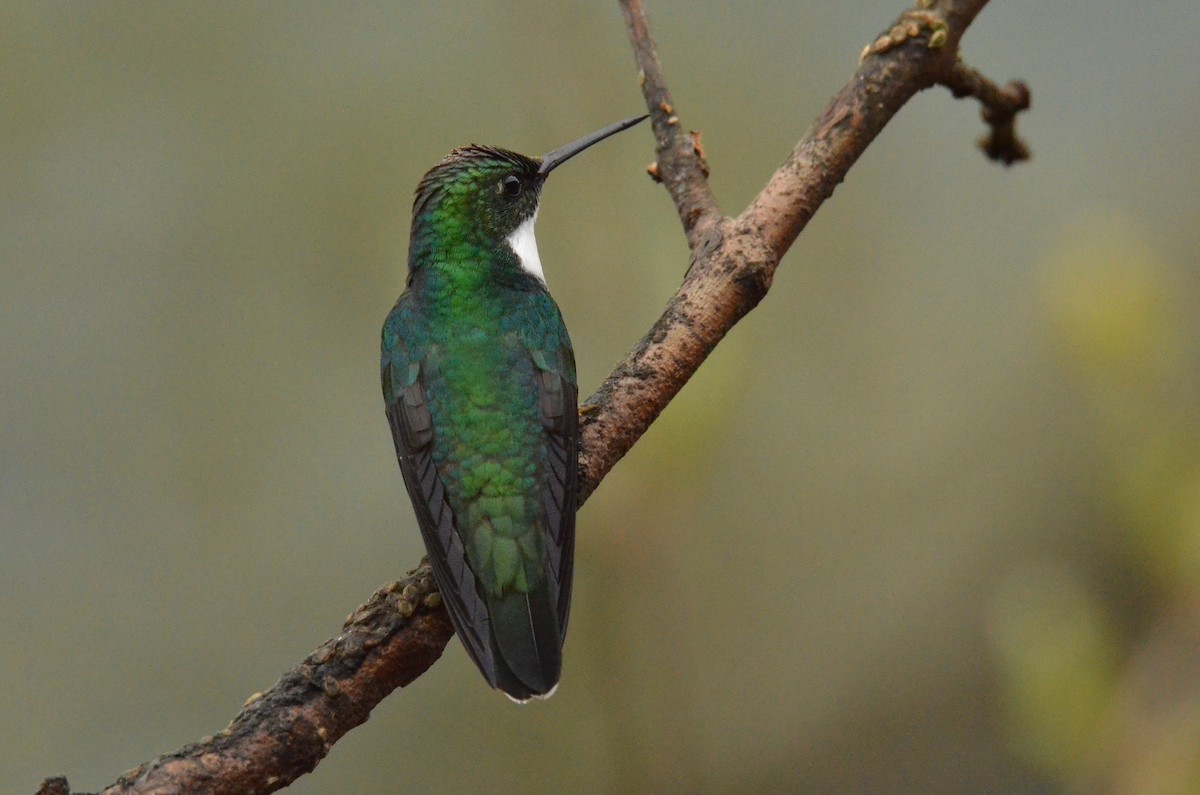 White-throated Hummingbird - ML642213220