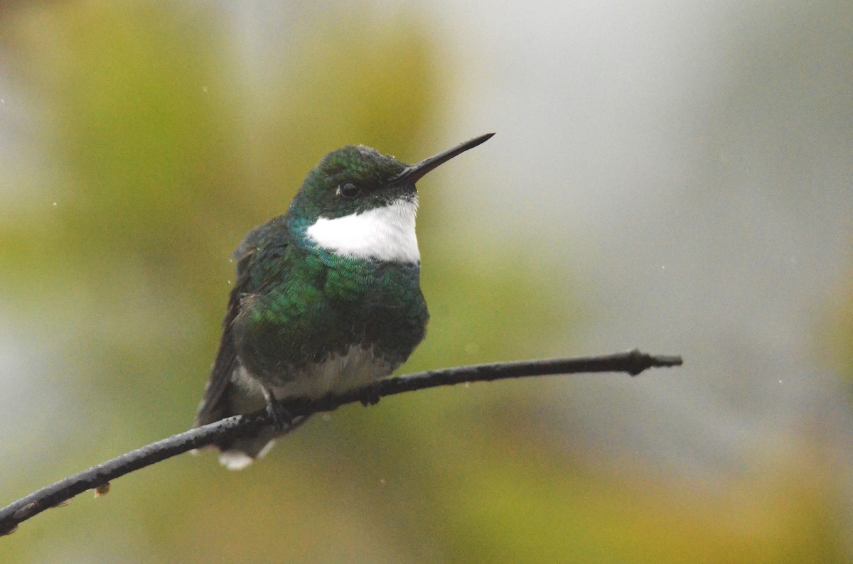 White-throated Hummingbird - ML642213221